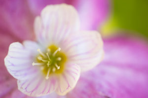 Common wood sorrel flower, Oxalis acetosella Common wood sorrel flower, Oxalis acetosella